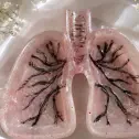 تصویر 3 زیرسیگاری طرح ریه